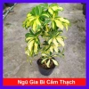 Cây Ngũ Gia Bì Cẩm Thạch - Đuổi Muỗi Tự Nhiên, Giảm Giá 35k, Phòng Muỗi Hiệu Quả