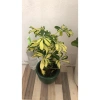 Cây Ngũ Gia Bì Cẩm Thạch - Đuổi Muỗi Tự Nhiên, Giảm Giá 35k, Phòng Muỗi Hiệu Quả 2