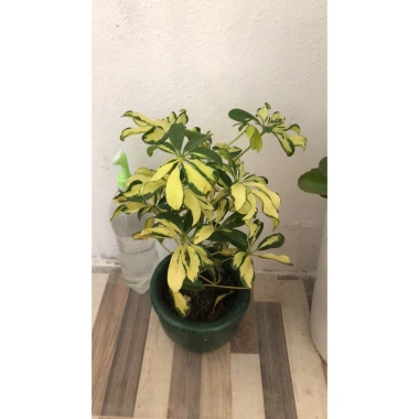 Cây Ngũ Gia Bì Cẩm Thạch - Đuổi Muỗi Tự Nhiên, Giảm Giá 35k, Phòng Muỗi Hiệu Quả 2 Cây Ngũ Gia Bì Cẩm Thạch - Đuổi Muỗi Tự Nhiên, Giảm Giá 35k, Phòng Muỗi Hiệu Quả 2