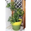 Cây Ngũ Gia Bì Cẩm Thạch - Đuổi Muỗi Tự Nhiên, Giảm Giá 35k, Phòng Muỗi Hiệu Quả 3