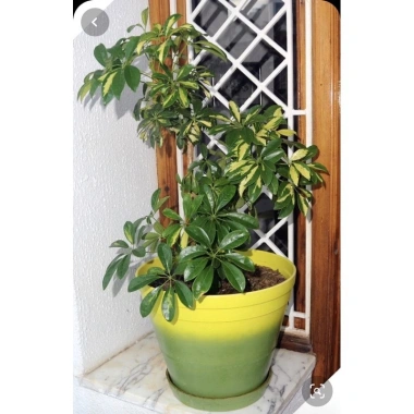 Cây Ngũ Gia Bì Cẩm Thạch - Đuổi Muỗi Tự Nhiên, Giảm Giá 35k, Phòng Muỗi Hiệu Quả 3 Cây Ngũ Gia Bì Cẩm Thạch - Đuổi Muỗi Tự Nhiên, Giảm Giá 35k, Phòng Muỗi Hiệu Quả 3
