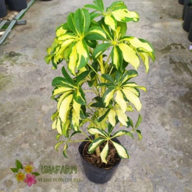 Cây Ngũ Gia Bì Cẩm Thạch - Đuổi Muỗi Tự Nhiên, Giảm Giá 35k, Phòng Muỗi Hiệu Quả