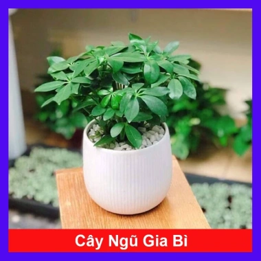 Cây Ngũ Gia Bì - Đuổi Muỗi Tự Nhiên, Giá Ưu Đãi 46.000₫, Diệt Muỗi Nhanh