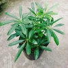 Cây Ngũ Gia Bì - Đuổi Muỗi Tự Nhiên, Giá Ưu Đãi 46.000₫, Diệt Muỗi Nhanh 2
