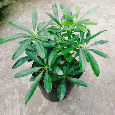 Cây Ngũ Gia Bì - Đuổi Muỗi Tự Nhiên, Giá Ưu Đãi 46.000₫, Diệt Muỗi Nhanh