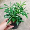 Cây Ngũ Gia Bì - Đuổi Muỗi Tự Nhiên, Giá Ưu Đãi 46.000₫, Diệt Muỗi Nhanh 3