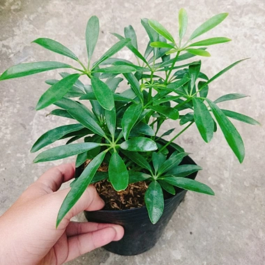 Cây Ngũ Gia Bì - Đuổi Muỗi Tự Nhiên, Giá Ưu Đãi 46.000₫, Diệt Muỗi Nhanh