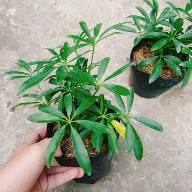 Cây Ngũ Gia Bì - Đuổi Muỗi Tự Nhiên, Giá Ưu Đãi 46.000₫, Diệt Muỗi Nhanh