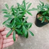 Cây Ngũ Gia Bì - Đuổi Muỗi Tự Nhiên, Giá Ưu Đãi 46.000₫, Diệt Muỗi Nhanh 5