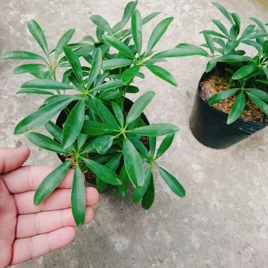 Cây Ngũ Gia Bì - Đuổi Muỗi Tự Nhiên, Giá Ưu Đãi 46.000₫, Diệt Muỗi Nhanh