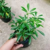 Cây Ngũ Gia Bì - Đuổi Muỗi Tự Nhiên, Giá Ưu Đãi 46.000₫, Diệt Muỗi Nhanh 6