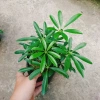 Cây Ngũ Gia Bì - Đuổi Muỗi Tự Nhiên, Giá Ưu Đãi 46.000₫, Diệt Muỗi Nhanh 7