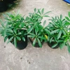 Cây Ngũ Gia Bì - Đuổi Muỗi Tự Nhiên, Giá Ưu Đãi 46.000₫, Diệt Muỗi Nhanh 8