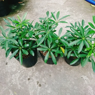 Cây Ngũ Gia Bì - Đuổi Muỗi Tự Nhiên, Giá Ưu Đãi 46.000₫, Diệt Muỗi Nhanh