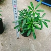 Cây Ngũ Gia Bì - Đuổi Muỗi Tự Nhiên, Giá Ưu Đãi 46.000₫, Diệt Muỗi Nhanh 9
