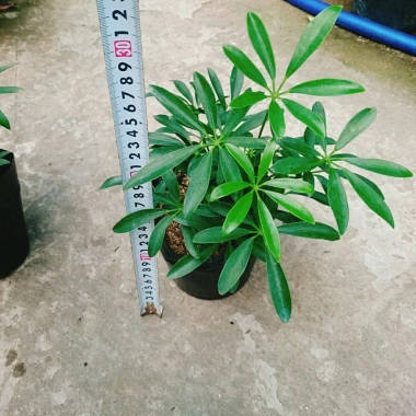 Cây Ngũ Gia Bì - Đuổi Muỗi Tự Nhiên, Giá Ưu Đãi 46.000₫, Diệt Muỗi Nhanh