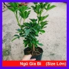 Cây Ngũ Gia Bì Size Lớn 50-80cm Chậu Cảnh Trong Nhà Đuổi Muỗi Làm Sạch Không Khí Giá 86.000₫