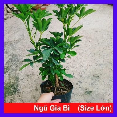 Cây Ngũ Gia Bì Size Lớn 50-80cm Chậu Cảnh Trong Nhà Đuổi Muỗi Làm Sạch Không Khí Giá 86.000₫