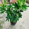 Cây Ngũ Gia Bì Size Lớn 50-80cm Chậu Cảnh Trong Nhà Đuổi Muỗi Làm Sạch Không Khí Giá 86.000₫ 2