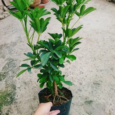 Cây Ngũ Gia Bì Size Lớn 50-80cm Chậu Cảnh Trong Nhà Đuổi Muỗi Làm Sạch Không Khí Giá 86.000₫ 3 Cây Ngũ Gia Bì Size Lớn 50-80cm Chậu Cảnh Trong Nhà Đuổi Muỗi Làm Sạch Không Khí Giá 86.000₫ 3