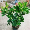 Cây Ngũ Gia Bì Size Lớn 50-80cm Chậu Cảnh Trong Nhà Đuổi Muỗi Làm Sạch Không Khí Giá 86.000₫ 4