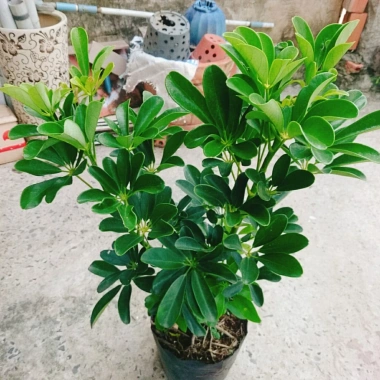 Cây Ngũ Gia Bì Size Lớn 50-80cm Chậu Cảnh Trong Nhà Đuổi Muỗi Làm Sạch Không Khí Giá 86.000₫