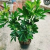 Cây Ngũ Gia Bì Size Lớn 50-80cm Chậu Cảnh Trong Nhà Đuổi Muỗi Làm Sạch Không Khí Giá 86.000₫ 5