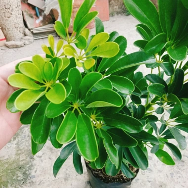 Cây Ngũ Gia Bì Size Lớn 50-80cm Chậu Cảnh Trong Nhà Đuổi Muỗi Làm Sạch Không Khí Giá 86.000₫