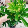 Cây Ngũ Gia Bì Size Lớn 50-80cm Chậu Cảnh Trong Nhà Đuổi Muỗi Làm Sạch Không Khí Giá 86.000₫ 7