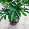 Cây Ngũ Gia Bì Size Lớn 50-80cm Chậu Cảnh Trong Nhà Đuổi Muỗi Làm Sạch Không Khí Giá 86.000₫ 8