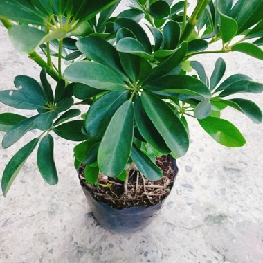 Cây Ngũ Gia Bì Size Lớn 50-80cm Chậu Cảnh Trong Nhà Đuổi Muỗi Làm Sạch Không Khí Giá 86.000₫