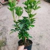 Cây Ngũ Gia Bì Size Lớn 50-80cm Chậu Cảnh Trong Nhà Đuổi Muỗi Làm Sạch Không Khí Giá 86.000₫ 9