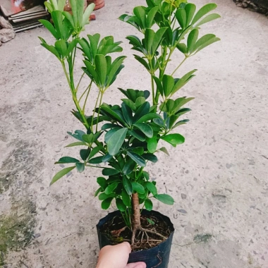 Cây Ngũ Gia Bì Size Lớn 50-80cm Chậu Cảnh Trong Nhà Đuổi Muỗi Làm Sạch Không Khí Giá 86.000₫ 9 Cây Ngũ Gia Bì Size Lớn 50-80cm Chậu Cảnh Trong Nhà Đuổi Muỗi Làm Sạch Không Khí Giá 86.000₫ 9