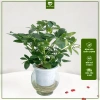 Cây Ngũ Gia Bì Thủy Sinh ưa sáng, chậu nhựa để bàn, dễ chăm sóc, giá 119k