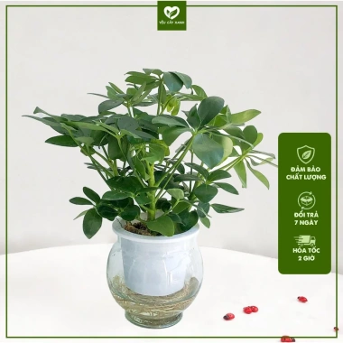 Cây Ngũ Gia Bì Thủy Sinh ưa sáng, chậu nhựa để bàn, dễ chăm sóc, giá 119k