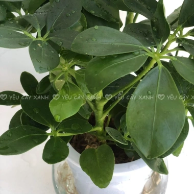 Cây Ngũ Gia Bì Thủy Sinh ưa sáng, chậu nhựa để bàn, dễ chăm sóc, giá 119k