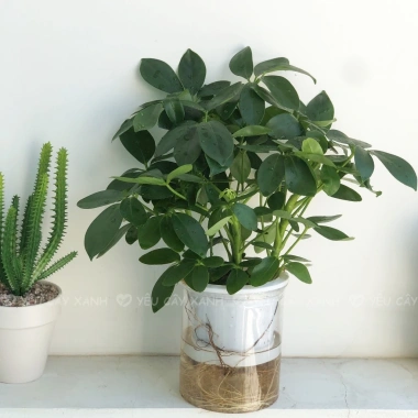 Cây Ngũ Gia Bì Thủy Sinh ưa sáng, chậu nhựa để bàn, dễ chăm sóc, giá 119k 3 Cây Ngũ Gia Bì Thủy Sinh ưa sáng, chậu nhựa để bàn, dễ chăm sóc, giá 119k 3