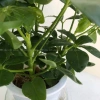 Cây Ngũ Gia Bì Thủy Sinh ưa sáng, chậu nhựa để bàn, dễ chăm sóc, giá 119k 4