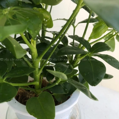 Cây Ngũ Gia Bì Thủy Sinh ưa sáng, chậu nhựa để bàn, dễ chăm sóc, giá 119k