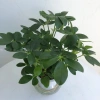Cây Ngũ Gia Bì Thủy Sinh ưa sáng, chậu nhựa để bàn, dễ chăm sóc, giá 119k 5