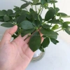 Cây Ngũ Gia Bì Thủy Sinh ưa sáng, chậu nhựa để bàn, dễ chăm sóc, giá 119k 6