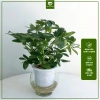 Cây Ngũ Gia Bì Thủy Sinh ưa sáng, chậu nhựa để bàn, dễ chăm sóc, giá 119k 8