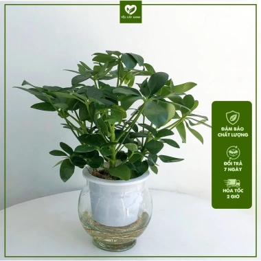 Cây Ngũ Gia Bì Thủy Sinh ưa sáng, chậu nhựa để bàn, dễ chăm sóc, giá 119k