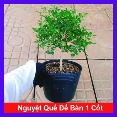 Cây Nguyệt Quế 2 năm tuổi - Cây cảnh để bàn, hoa thơm nhẹ, giá chỉ 65.000đ