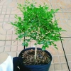 Cây Nguyệt Quế 2 năm tuổi - Cây cảnh để bàn, hoa thơm nhẹ, giá chỉ 65.000đ 2