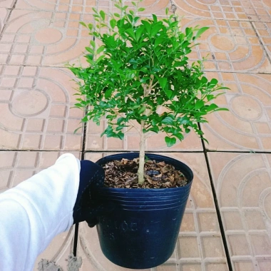 Cây Nguyệt Quế 2 năm tuổi - Cây cảnh để bàn, hoa thơm nhẹ, giá chỉ 65.000đ