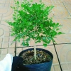Cây Nguyệt Quế 2 năm tuổi - Cây cảnh để bàn, hoa thơm nhẹ, giá chỉ 65.000đ 4