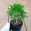 Cây Nguyệt Quế 2 năm tuổi - Cây cảnh để bàn, hoa thơm nhẹ, giá chỉ 65.000đ 5