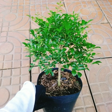 Cây Nguyệt Quế 2 năm tuổi - Cây cảnh để bàn, hoa thơm nhẹ, giá chỉ 65.000đ