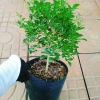 Cây Nguyệt Quế 2 năm tuổi - Cây cảnh để bàn, hoa thơm nhẹ, giá chỉ 65.000đ 6